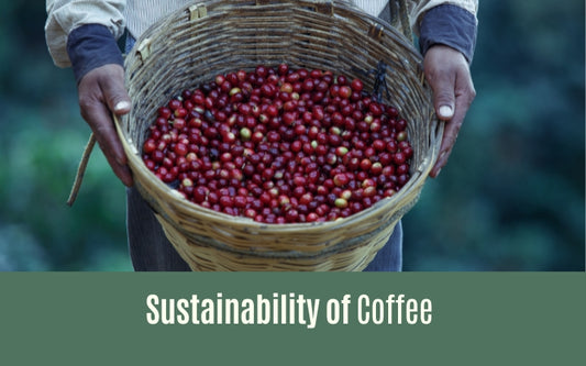 Sustainability of coffee: What You Need to Know